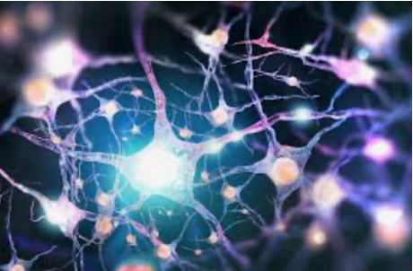 A network of neurons and their synaptic connections