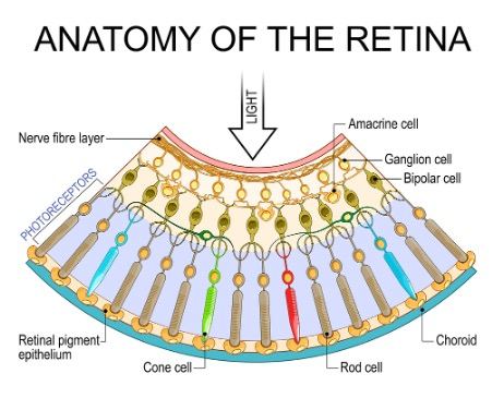 Anatomy of the retina and its cell layers