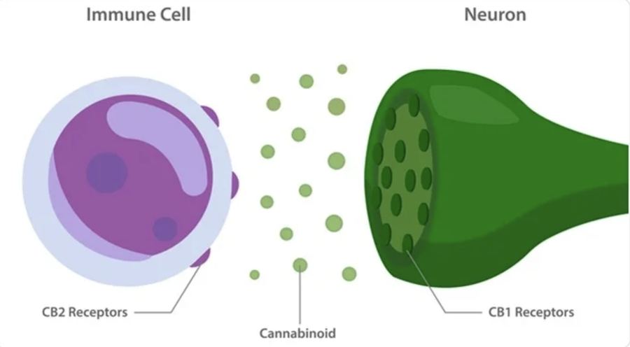 How cannabinoids interact with CB1 and CB2 receptors