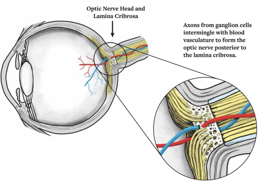 Optic nerve head and lamina cribrosa anatomy