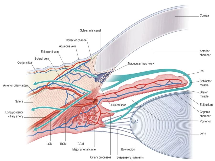 Eye anatomy showing how glaucoma eye drops are absorbed